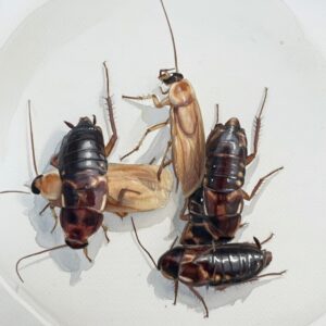 turkestan cockroaches (red runners )